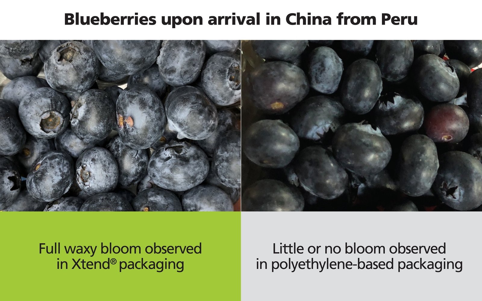 Xtend packaging retains waxy bloom of blueberries